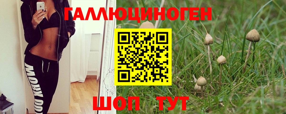 Псилоцибиновые грибы Psilocybe Красноуфимск